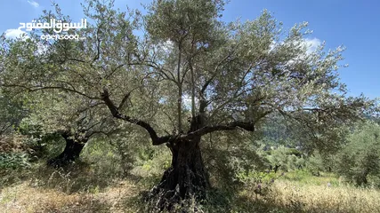  7 Olive Land For sale ,Deir el Qamar/كرم زيتون للبيع ديرالقمر