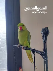  14 ببغاء درارة هندي ذكر كوكو عمر سنتين مطوق اليف جدا ما بعض نهائي لعوب بحب الاطفال
