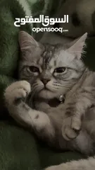  1 قط سكوتش فولد ستريت