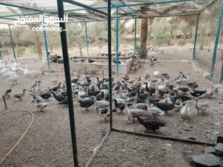  5 بط وزي وحمام