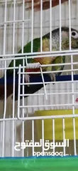  4 جوز قرين شيك شغال