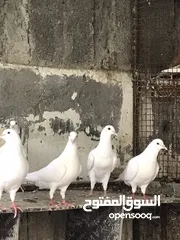  1 للبيع حمام لاحم