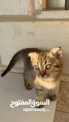  4 قطط صغيرة عمر 3 أشهر عدد 6 للبيع