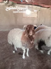  4 خرفان بلدي اضاحي