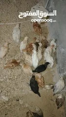  1 صوص لوهمان وبلدي