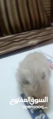  5 هامسترات سوريه وروسيه للبيع او البدل