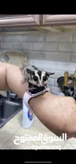  3 Suger glider السنجاب الطائر للبيع