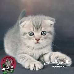  1 قطط سكوتش فولد كتنات