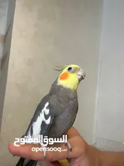  10 ببغاء كوكتيل اليف مدرب عند افضل مدربين ببغاء  صلاه النبي لعوب