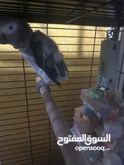  5 African grey fully tamed and playful