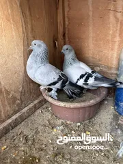  3 كوبية تأكلا