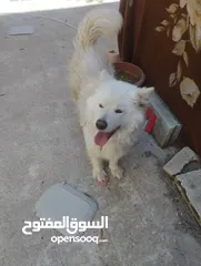  1 انثى سامويد بيور