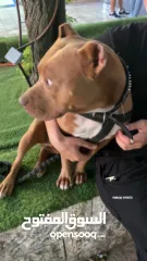  3 بتبول رد نوز حجم قصير