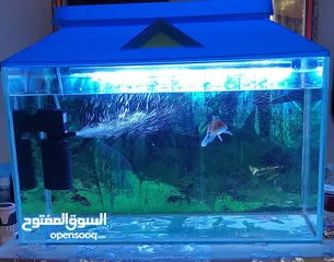  1 one fish aquarium with one gold fish