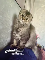  1 سكوتش فولد لونج هير للبيع ..........
