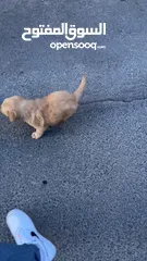  12 puppy Golden Retriever جرو جولدن رتريفر