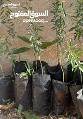 2 شتل بلدي بلدي لحق حالك بدايه موسم زراعه   عمر الشتله سنتين