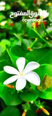  1 ورد الياسمين