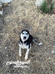  2 هاسكي اصلي نظيف صغير بالعمر حوالي 3 شهور هيك اشي موجود عمان الغربيه او الجبيه