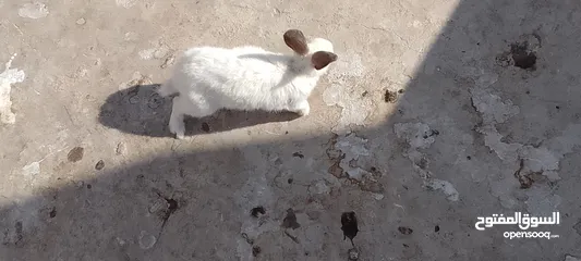  2 ارانب للبيع