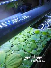  13 سمك ، نبات طافي طبيعي لأحواض السمك (مفيد للـ سمك) من نوع Dwarf water lettuce