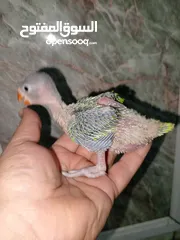  4 درة روز وكوكتيل