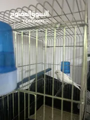  2 طيور كنار انواع جميله