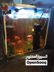  2 حوض سمك الزينه فلترين واحد ميكانيكي والثانى بيوكيميائى بالاضافه الى مصباح تعقيم وسخان حراره