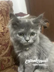  3 سكوتش ستريت العمر تلت اشهر للبيع  مع كامل اغراضها