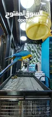  2 ببغاء مكاو متكلم لون مميز محجل