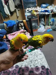  5 pets Birds