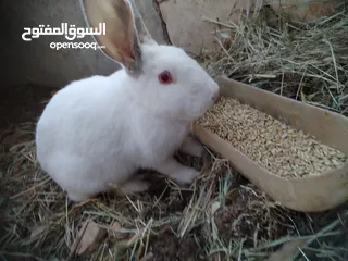  6 أرانب  للبيع