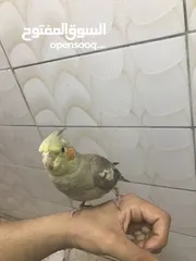  2 ككتيل اليف 1000/1000