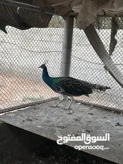  11 فرصه للبيع مجموعة طيور ب اسعار مميزه  شاهد الوصف