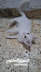  3 قطه  شيرازي للبيع صحته ممتازه  ذكر