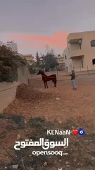  7 خيل عربي آصيل