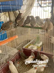  2 3.25 للجوز طيور جنة للبيع  العدد 32 حبة  الوان مختلفة    جاهزات