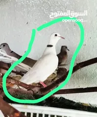  1 مطلوب عفاد عاجي للبيع