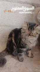  2 قطط للبيع 123456