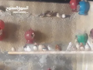  5 عصافير فينك ( زيبرا ، طيور جنة )
