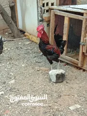  1 ديك بلدي للبيع