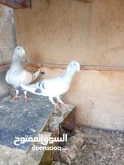 3 جوز حمام بلوق مع فرخ