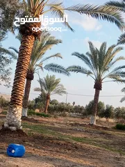  10 بيع نخيل مثمر وزينه وشنطونيا