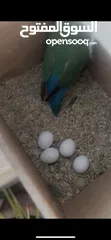  3 روز ذكر وانثى