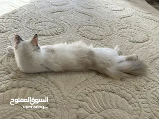  2 قطه شيرازيه لعوبه