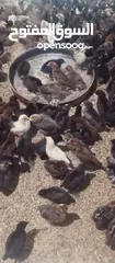  1 الحمدلله والصلاه والسلام على رسول الله متاح صيصان بلدى البزره الاصليه ماخدين المطاعيم الأولية
