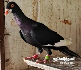  13 حمام الماني نخب جواز وفردات