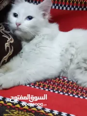  1 قط شيرازي للبيع