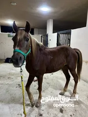  4 فرس عرق عربي للبيع