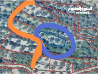 1 قطعة أرض مشجرة بالزيتون